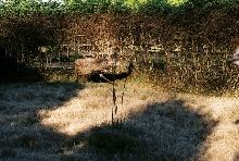 Emu chick running