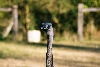 Rhea hen