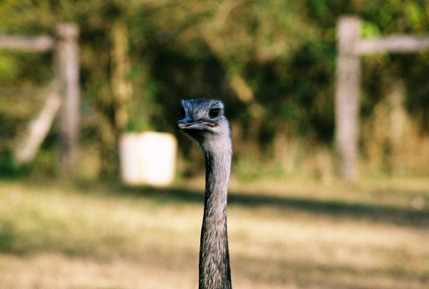 Rhea hen