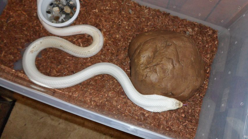 Leucistic Male