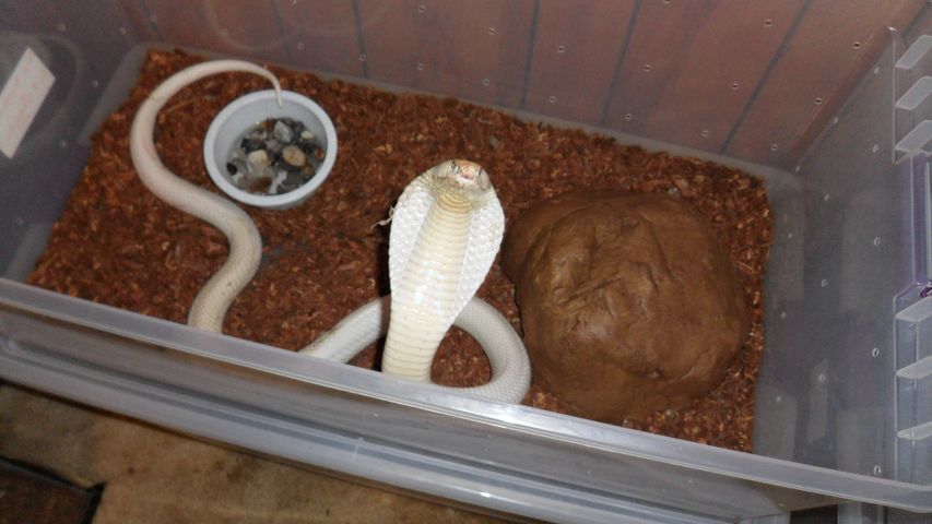 Leucistic Male