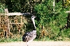 Male rhea