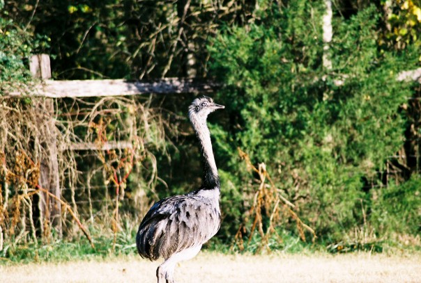 Male rhea