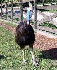 Precious the Cassowary