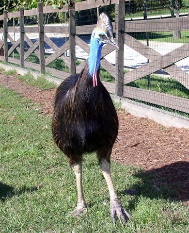 Precious the Cassowary