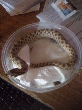 Male Hognose