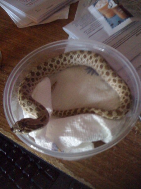 Male Hognose