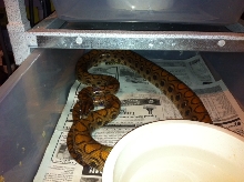 Female BRB
