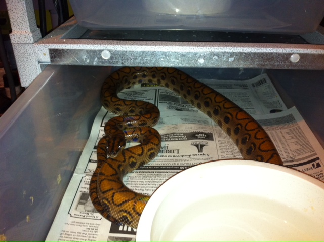 Female BRB