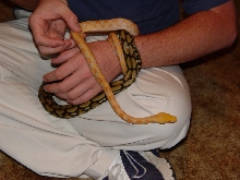My new retics.