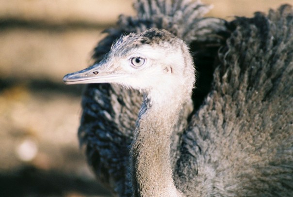 Rhea Chick