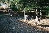 Rhea Chicks