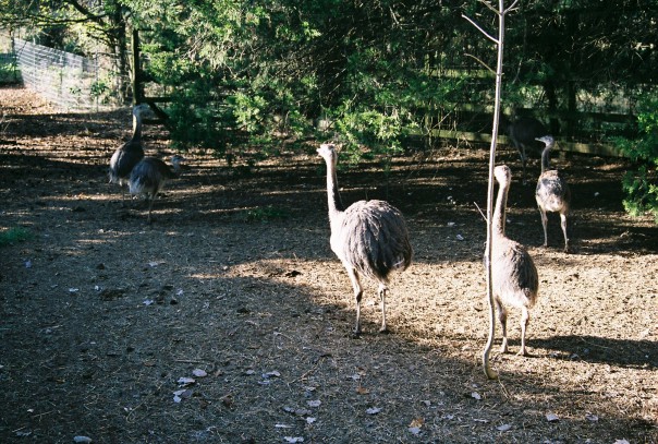 Rhea Chicks