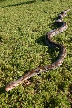 Silver Reticulated Python