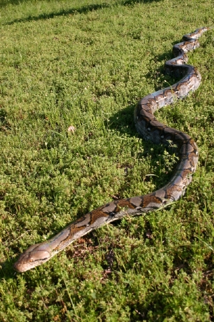 Silver Reticulated Python