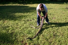 Silver Reticulated Python