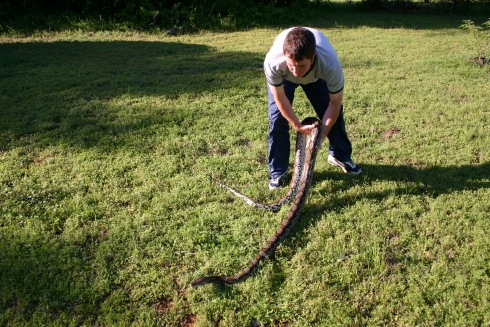 Silver Reticulated Python