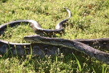 Silver Reticulated Python