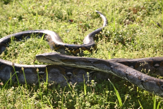 Silver Reticulated Python