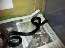 2010 Female Texas Indigo