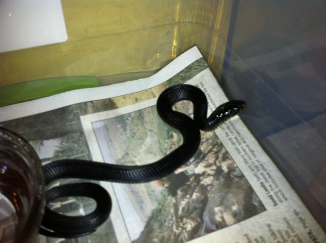 2010 Female Texas Indigo