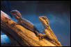 Bearded Dragons II
