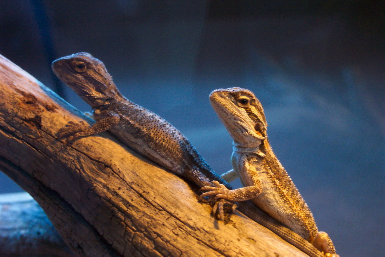 Bearded Dragons II