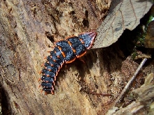 What is this?