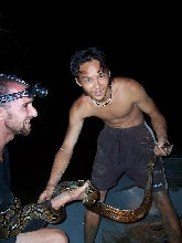 retic from borneo