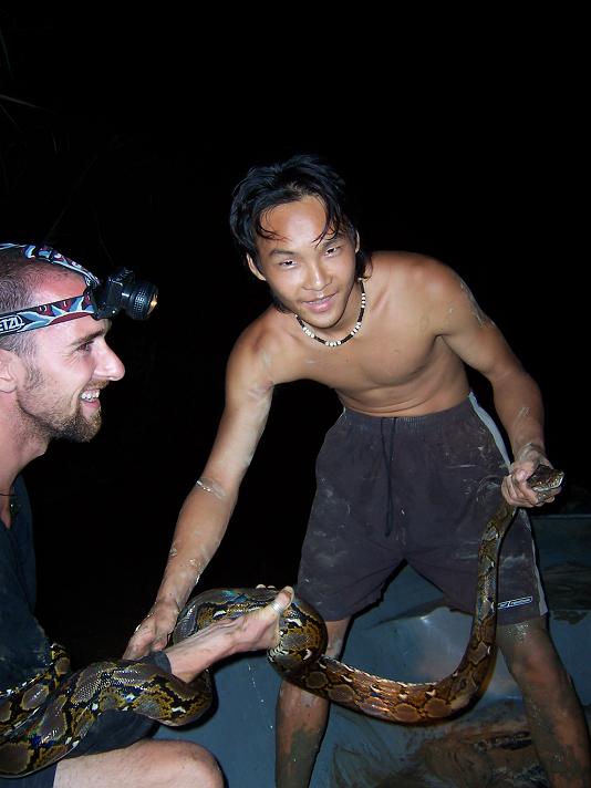 retic from borneo