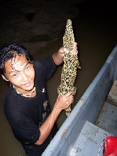 croc from borneo