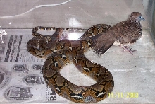 Snake vs bird