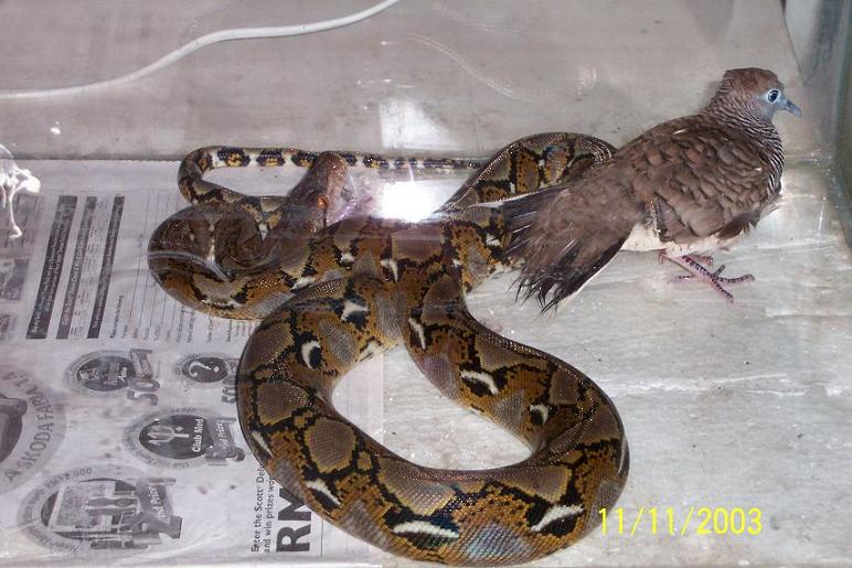 Snake vs bird