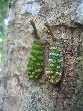 Lantern bugs