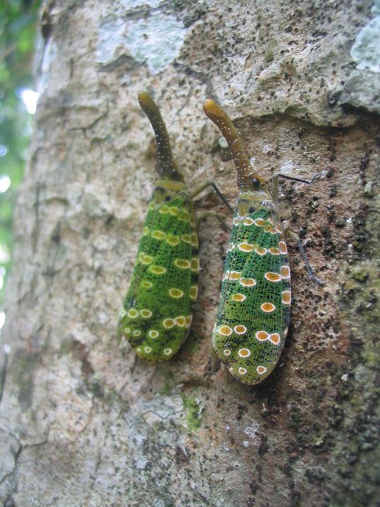 Lantern bugs
