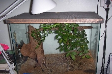 prasina enclosure