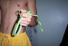 vine snake