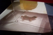 house gecko