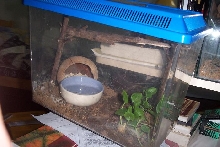 flying snake cage