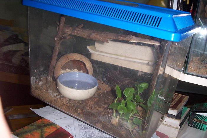 flying snake cage