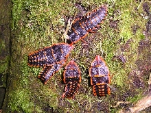 Trilobites