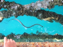 yellow lipped sea krait from borneo