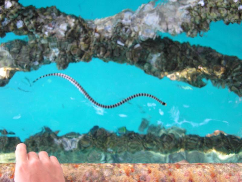 yellow lipped sea krait from borneo