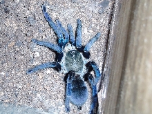 H.lividum