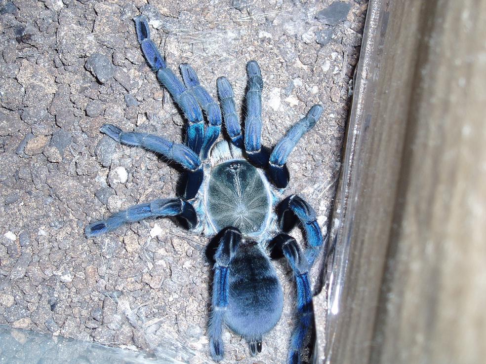 H.lividum