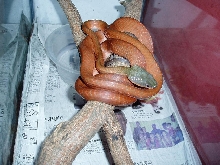 boiga nigriceps