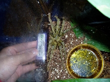 Unidentified T