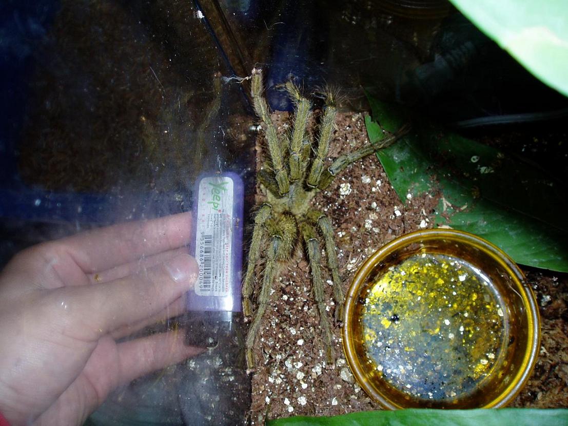 Unidentified T