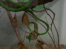 prasina feeding