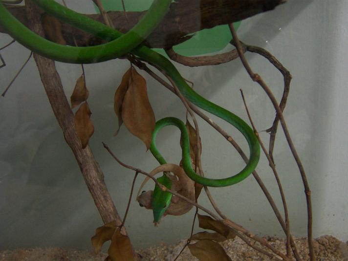 prasina feeding